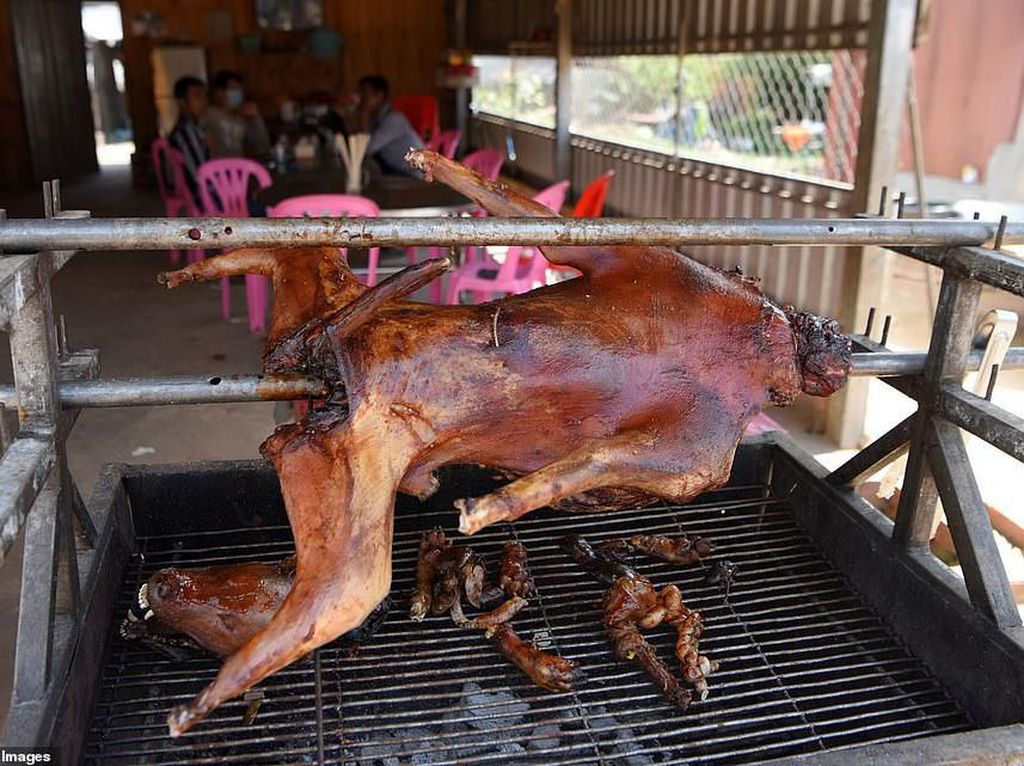 Industri Daging Anjing di Kamboja, Menyeramkan Tapi Populer Industri Daging Anjing di Kamboja, Menyeramkan Tapi Populer
