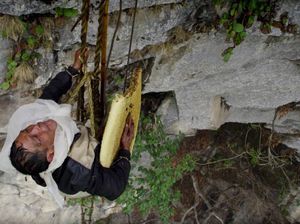 Demi Bertahan Hidup, Orang-orang Ini Rela Ambil Madu di Tebing Curam