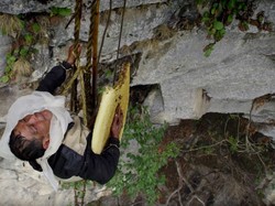 Demi Bertahan Hidup, Orang-orang Ini Rela Ambil Madu di Tebing Curam