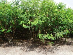 Terpikat Eduwisata Pohon Penghasil Listrik dari Karimun