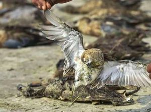 Misteri Ribuan Burung Mati Massal di Danau India