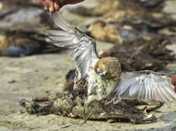 Misteri Ribuan Burung Mati Massal di Danau India