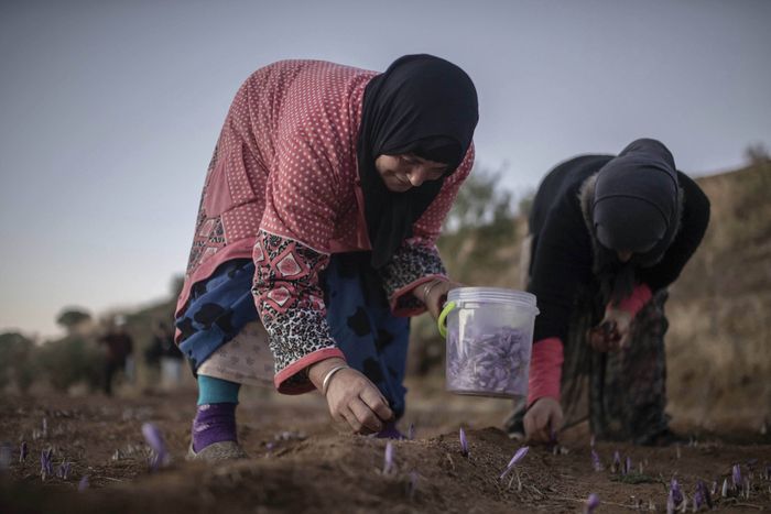 Para petani memanen bunga saffron di Desa Askaoun, Maroko, 5 November lalu. AP Photo/Mosaab Elshamy.