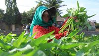 Melihat Petani Lampegan Panen Kangkung