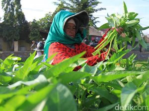 Melihat Petani Lampegan Panen Kangkung
