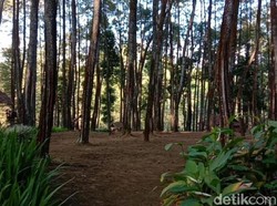 Pesanggem di Banyuwangi Resah dengan Munculnya Penggarap Lahan yang Lain