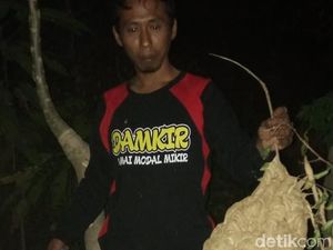 Waspada Tawon Vespa, Dinkes DKI Sudah Siapkan Obat di Setiap Faskes Waspada Tawon Vespa, Dinkes DKI Sudah Siapkan Obat di Setiap Faskes
