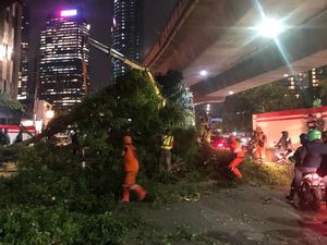 Ada Pohon Tumbang di Tebet Jaksel, Lalin Tersendat