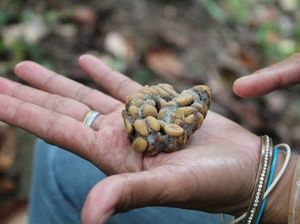 Video: Kopi Luwak Asli Blitar Diekspor ke Eropa Hingga Amerika