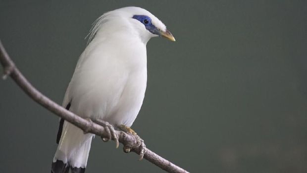 This Critically Endangered species is the national symbol of the Island of Bali. This beautiful bird has been discovered in 1912. The Bali myna (Leucopsar rothschildi), also known as Rothschild's mynah, Bali starling, or Bali myna(h), locally known as Jalak Bali, is a medium-sized (up to 25 cm long), stocky myna, almost wholly white with a long, drooping crest, and black tips on the wings and tail. The bird has blue bare skin around the eyes, greyish legs and a yellow bill. Both sexes are similar.