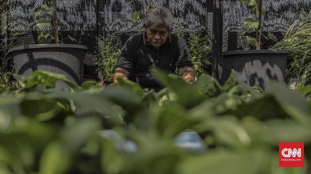 Berkebun di tengah perkotaan atau urban farming kian diminati oleh masyarakat modern, Jakarta, 15 November 2019.