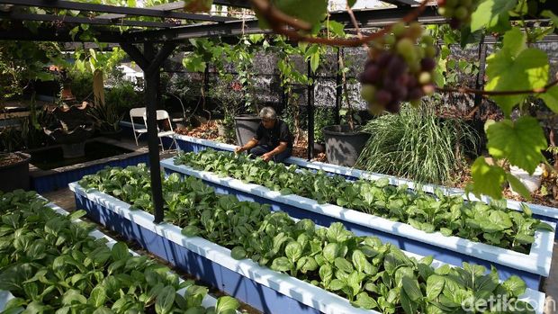 Urban farming, bercocok tanam di tengah kota