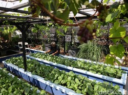 Ini Dokter Tania, Robot Berkebun buat Petani Desa hingga Kota