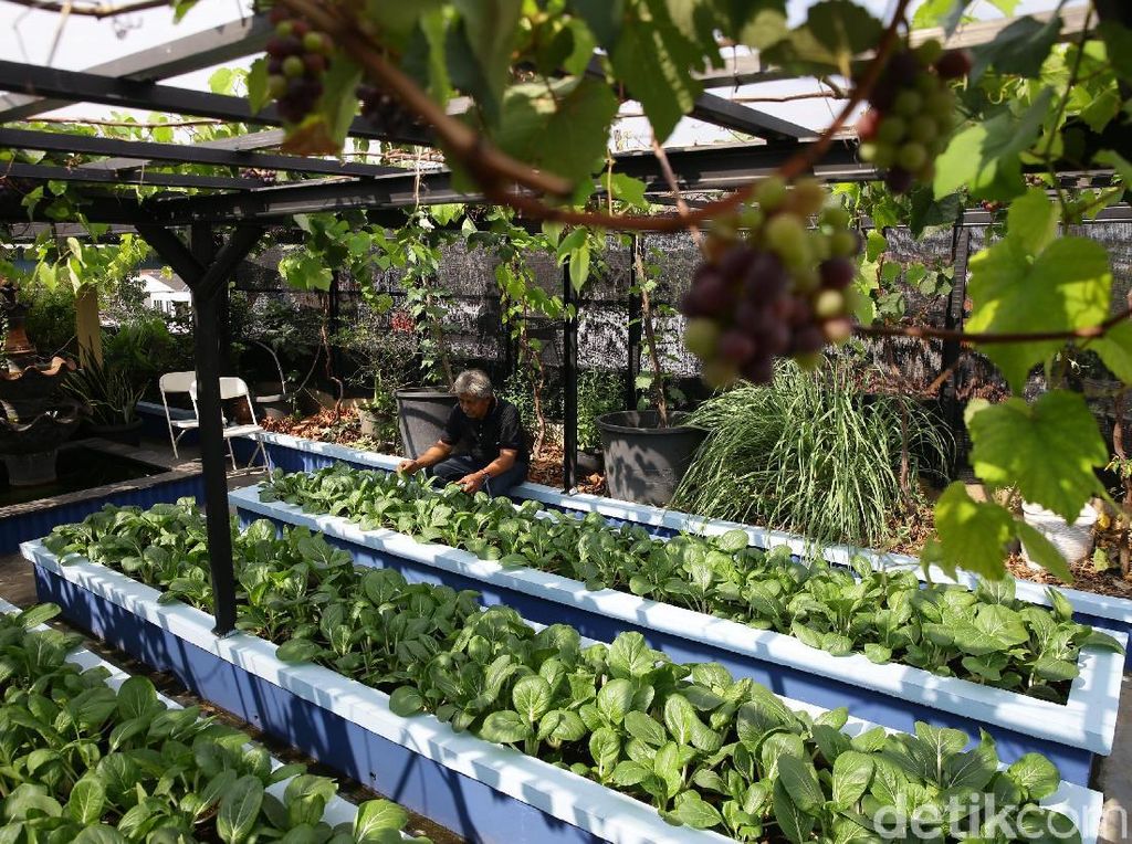 Ini Dokter Tania, Robot Berkebun buat Petani Desa hingga Kota Ini Dokter Tania, Robot Berkebun buat Petani Desa hingga Kota