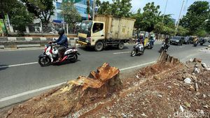 Pohon Besar di Kawasan Kedoya Jadi Korban Revitalisasi Trotoar