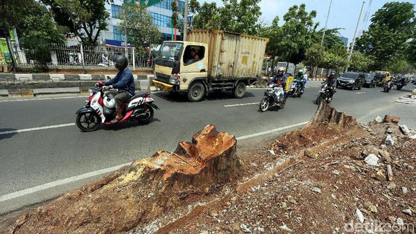 Pohon Besar di Kawasan Kedoya Jadi Korban Revitalisasi Trotoar