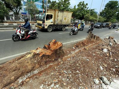 Pohon Besar di Kawasan Kedoya Jadi Korban Revitalisasi Trotoar