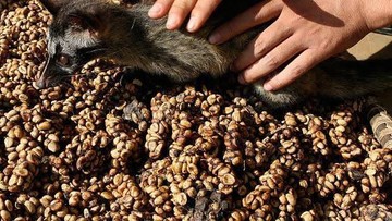 Eksotisme Kopi Indonesia: Harga Selangit, Rasa Memikat Hati!
