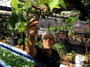 Konsep Urban Farming Jadi Inovasi Berkebun di Ibu Kota