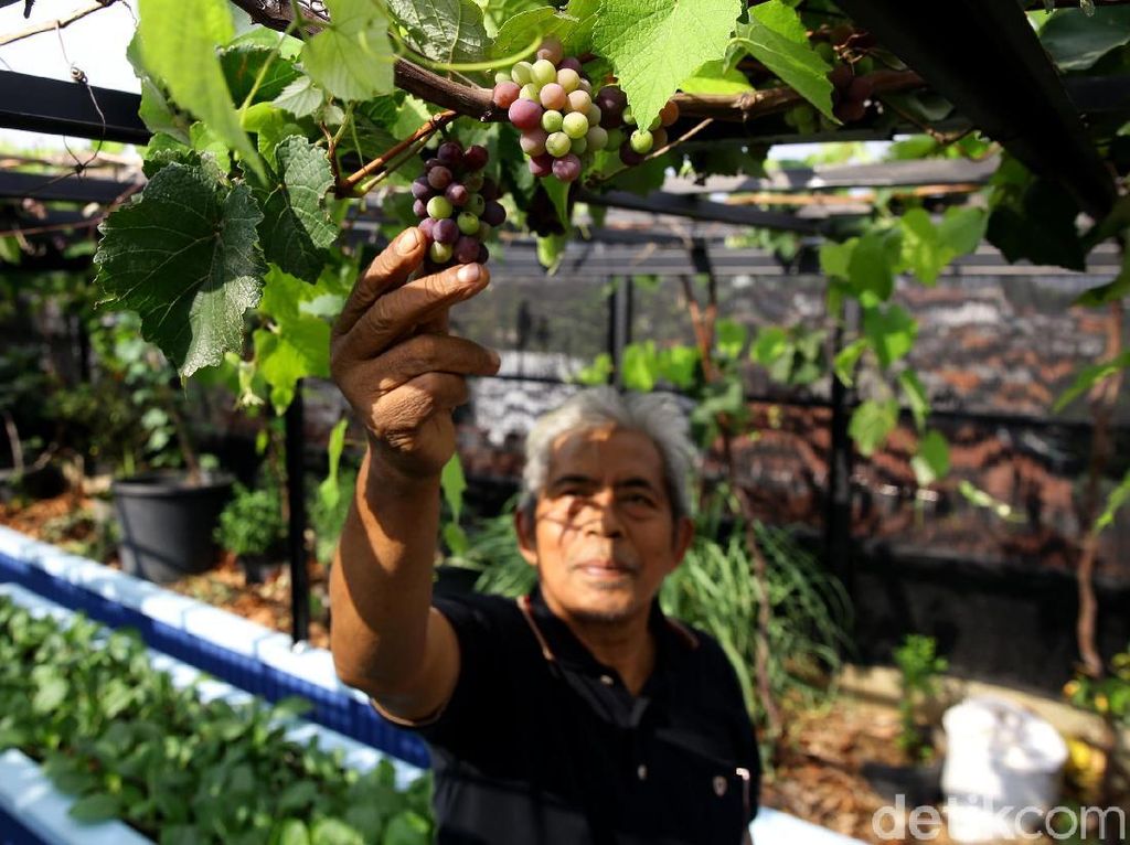 Konsep Urban Farming Jadi Inovasi Berkebun di Ibu Kota