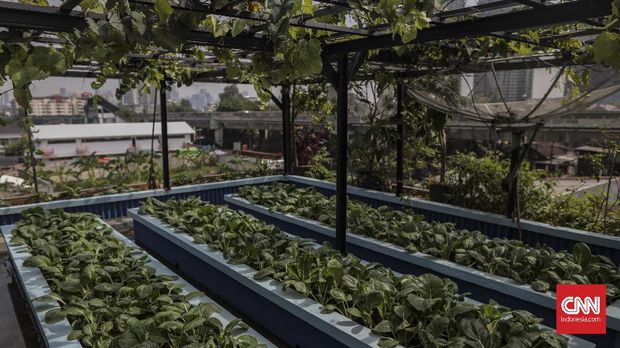 Berkebun di tengah perkotaan atau urban farming kian diminati oleh masyarakat modern, Jakarta, 15 November 2019.