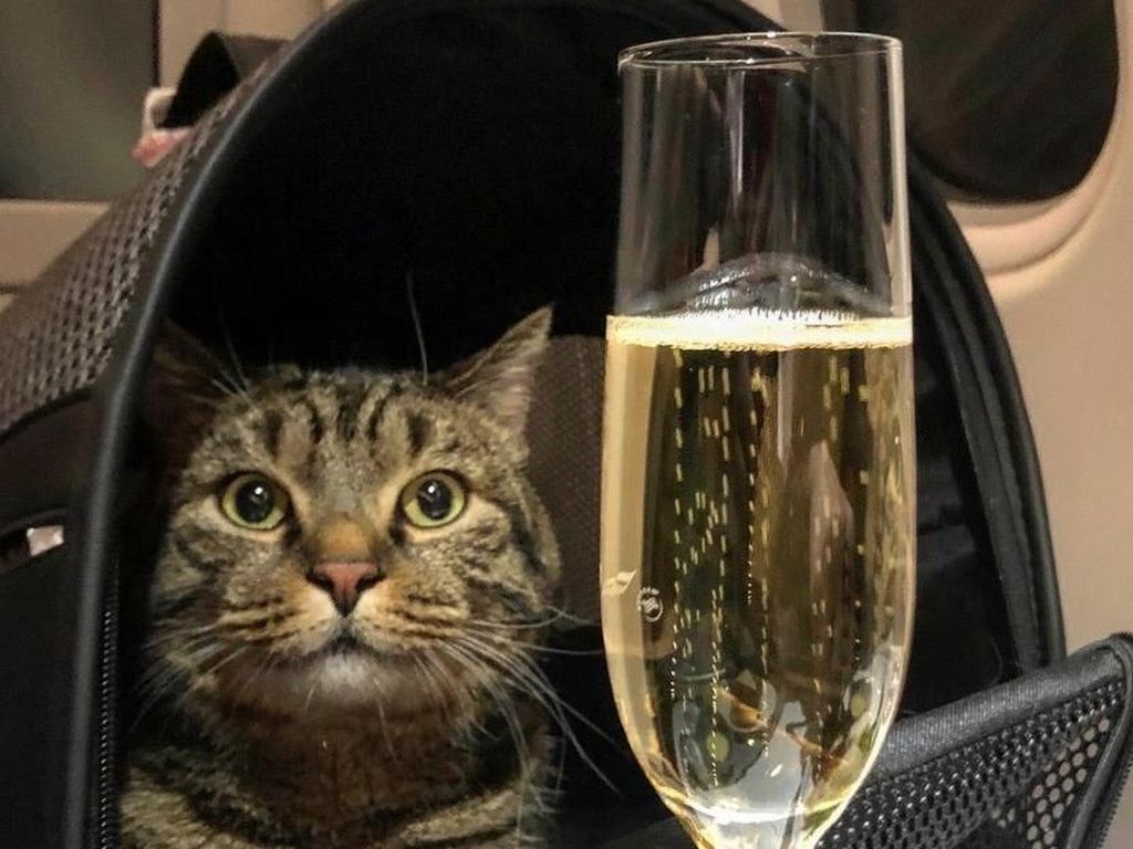Drama Penumpang Pesawat Selundupkan... Kucing Peliharaan! Drama Penumpang Pesawat Selundupkan... Kucing Peliharaan!