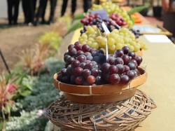 Tercatat Dalam Al-Quran, Buah Anggur Juga Jadi Hadiah untuk Rasulullah SAW