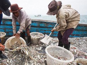 Industri Perikanan Thailand Masih Dihantui Perbudakan Manusia