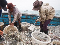 Industri Perikanan Thailand Masih Dihantui Perbudakan Manusia