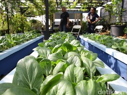 Pandemi Corona, Masyarakat Bisa Hasilkan Uang Lewat Urban Farming