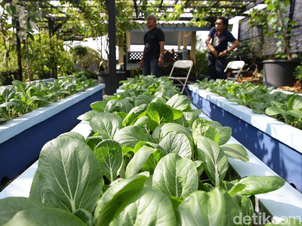 Pandemi Corona, Masyarakat Bisa Hasilkan Uang Lewat Urban Farming Pandemi Corona, Masyarakat Bisa Hasilkan Uang Lewat Urban Farming