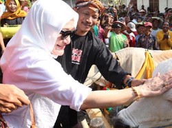 Bedholan Lembu, Tradisi Kirab Sapi di Bojonegoro