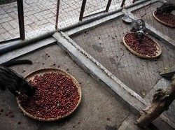 Kenapa Biji Kopi Luwak Harus Tetap Utuh agar Halal?