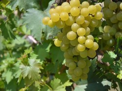 Wow! Jan Ethes Jadi Nama Jenis Anggur Baru di RI