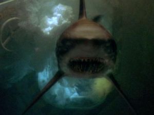 Sinopsis Film Deep Blue Sea: Teror Hiu Hasil Rekayasa Genetika