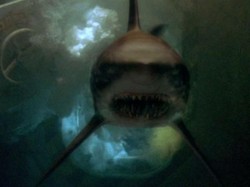 Sinopsis Film Deep Blue Sea: Teror Hiu Hasil Rekayasa Genetika