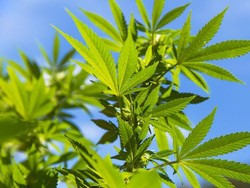 Seberapa Jauh Thailand Berani Melangkah dalam Upaya Legalkan Ganja