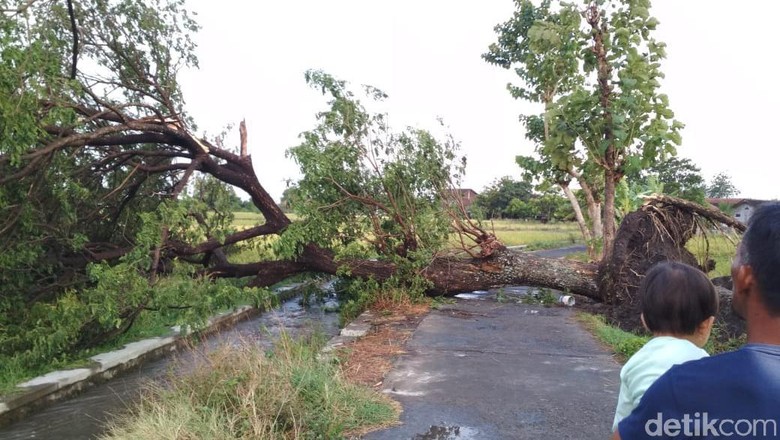 Hujan Disertai Angin, Pohon Tumbang Tutup Akses Jalan di Klaten