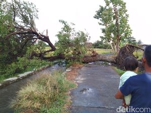 Hujan Disertai Angin, Pohon Tumbang Tutup Akses Jalan di Klaten