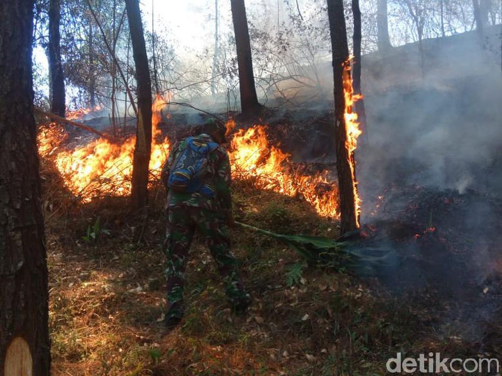 Kebakaran di Gunung Lawu Lalap 15 Hektare Lahan, Ratusan Pinus Mati Kebakaran di Gunung Lawu Lalap 15 Hektare Lahan, Ratusan Pinus Mati