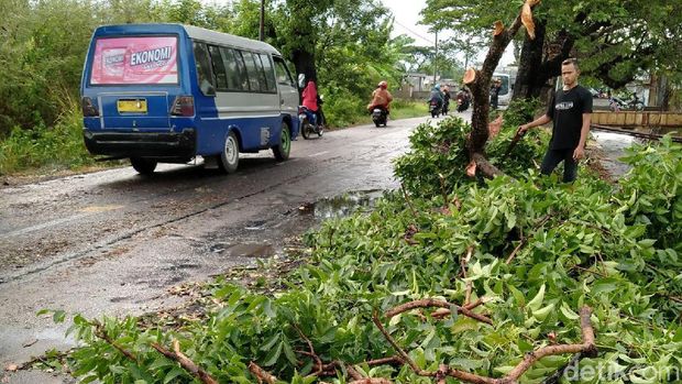 Hujan Disertai Angin, Pohon Tumbang Tutup Akses Jalan di Klaten