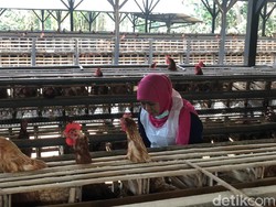 Gubernur Khofifah Jamin Telur Produksi Jatim Aman Dikonsumsi