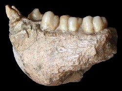 Fosil Kera Raksasa Ditemukan, Tingginya Dua Kali Manusia
