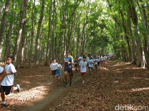 Ratusan Pelari Jajaki Trek di Tengah Geopark Alas Purwo Banyuwangi