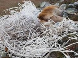 Kasihan, Rusa Tewas Terjerat Sampah Plastik