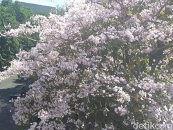 Ultah Risma di Tengah Pesona Tabebuya Bermekaran di Surabaya