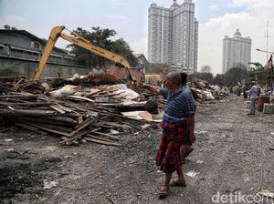 Tabebuya Akan Ditanam di Lokasi Penggusuran Sunter