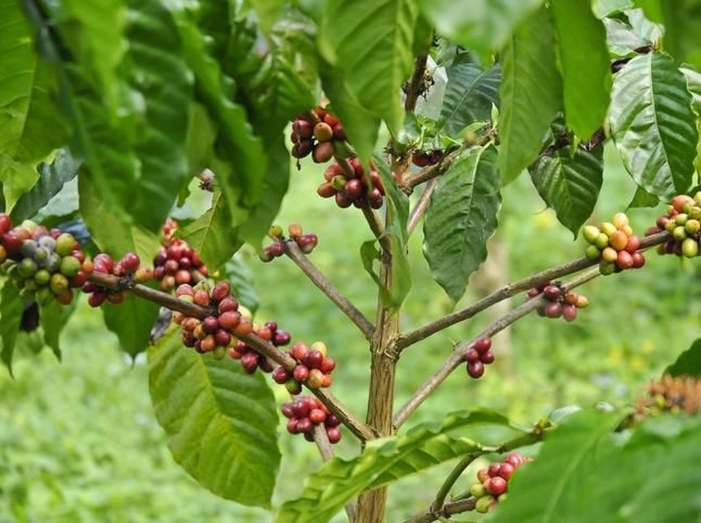 Daun Kopi Juga Enak Diolah Jadi Teh dan Urap Kaya Khasiat Daun Kopi Juga Enak Diolah Jadi Teh dan Urap Kaya Khasiat