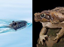 Hiii! Tikus di Australia Bisa Membedah Mangsanya