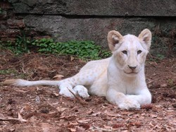 Gemas! Intip 6 Bayi Satwa Liar di Taman Safari Bogor